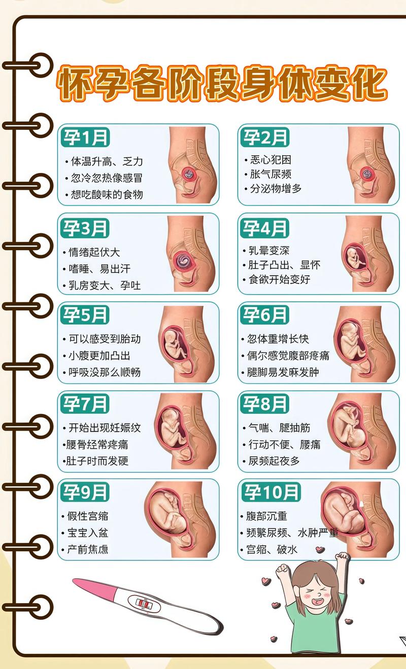 揭秘供卵代孕妈妈怀孕小腹分两节，孕期变化的奥秘船营代生机构: